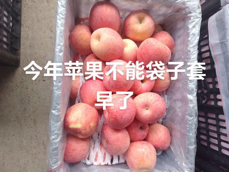 陕西省，洛川高塬苹果