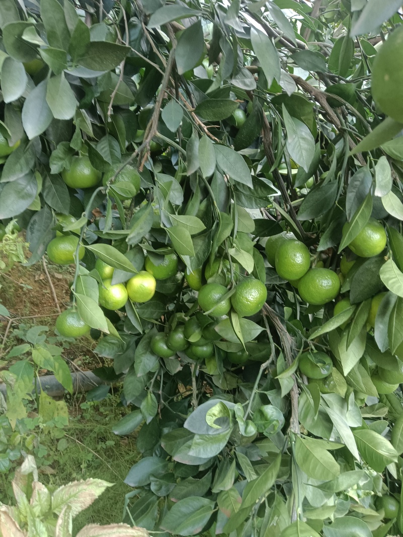 橘子