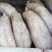 生猪