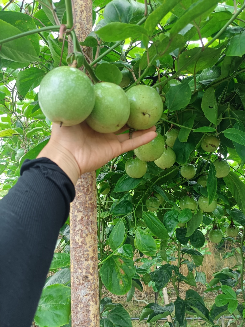 钦蜜九号黄金百香果
