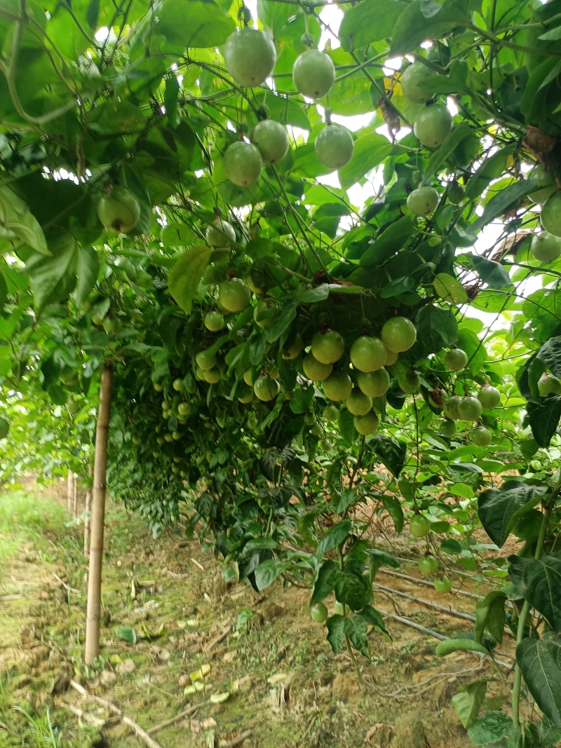钦蜜九号黄金百香果