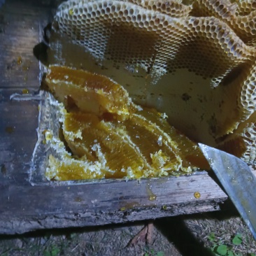 高山土蜂蜜