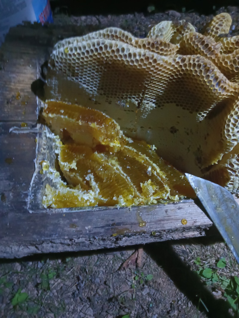 高山土蜂蜜