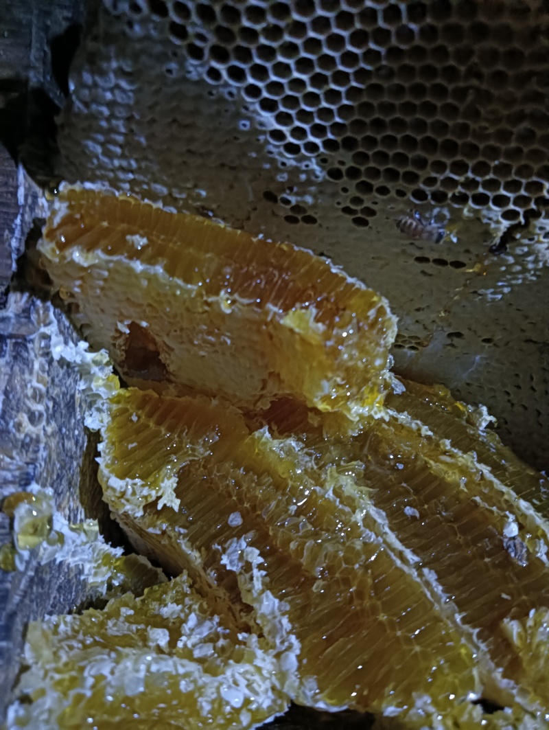高山土蜂蜜