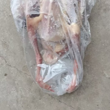 鸽子大量有货长期生产
