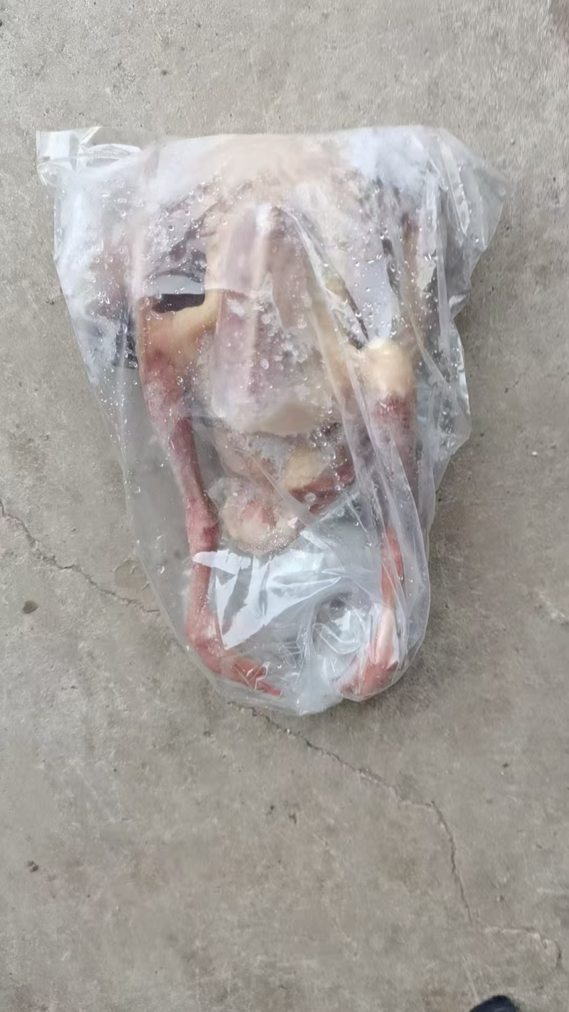 鸽子大量有货长期生产