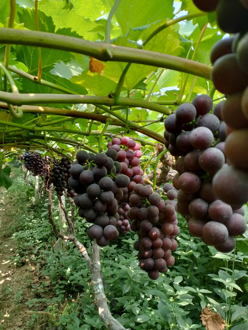 夏黑葡萄