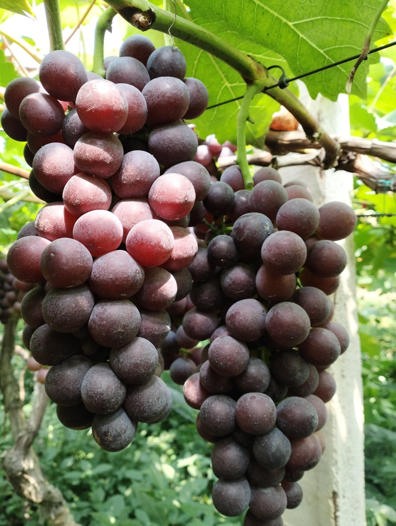 夏黑葡萄