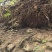野生猪苓