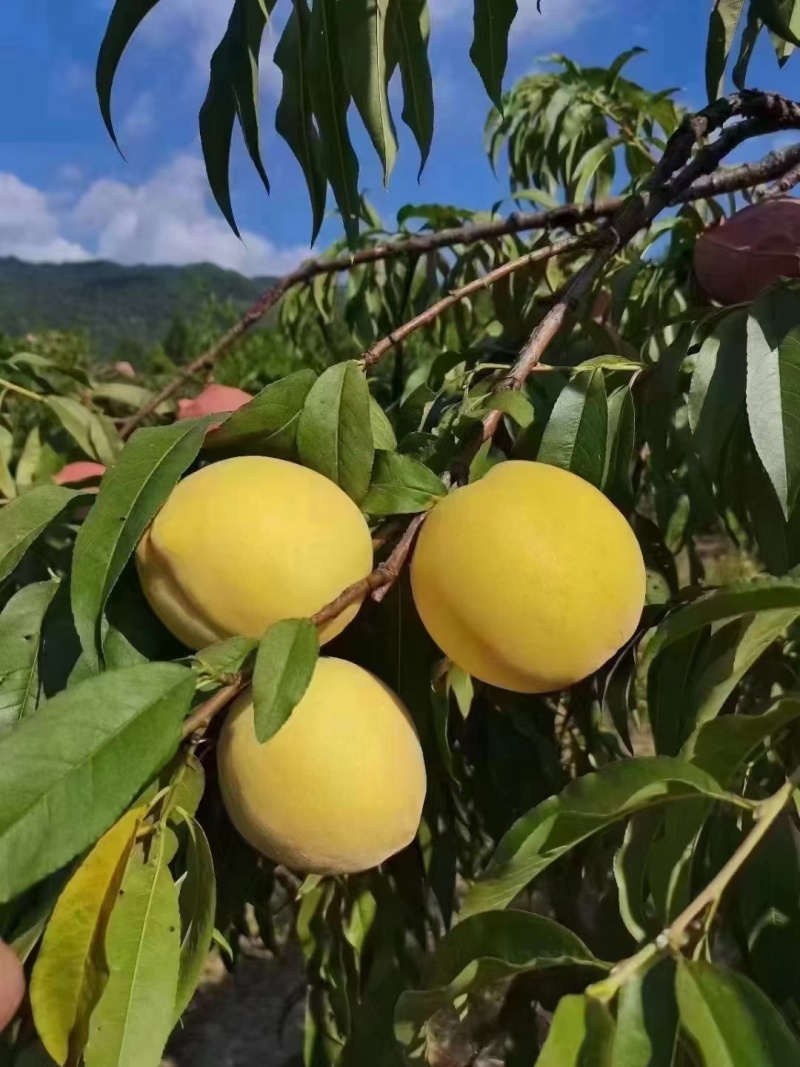 炎陵黄桃