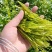 湖南湘西特产——莓茶(长寿茶)