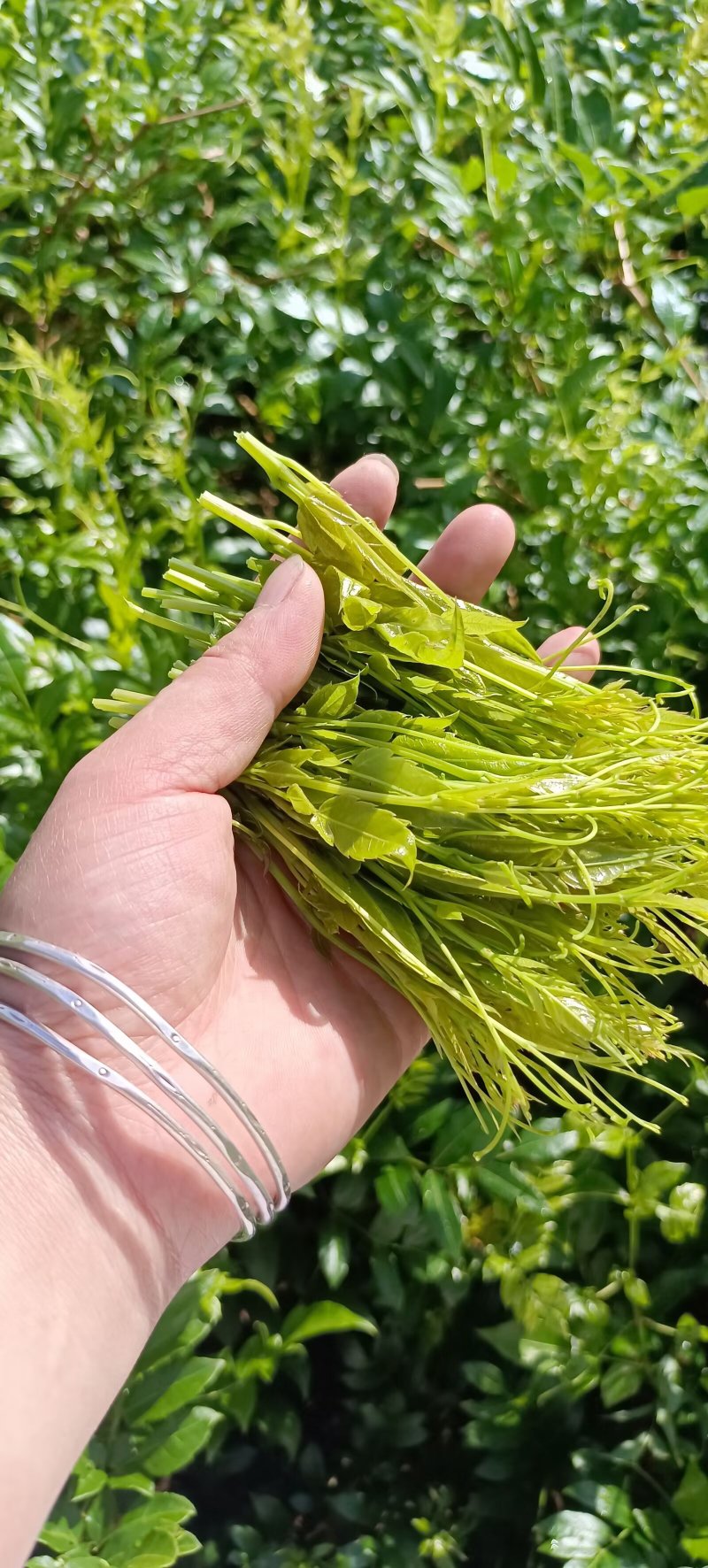 湖南湘西特产——莓茶(长寿茶)