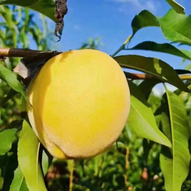 锦绣黄桃