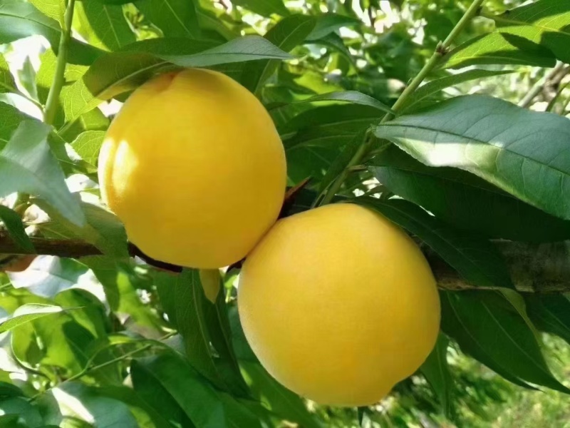 锦绣黄桃
