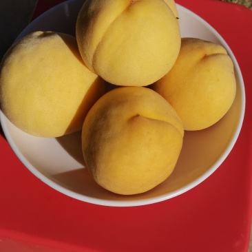 锦绣黄桃
