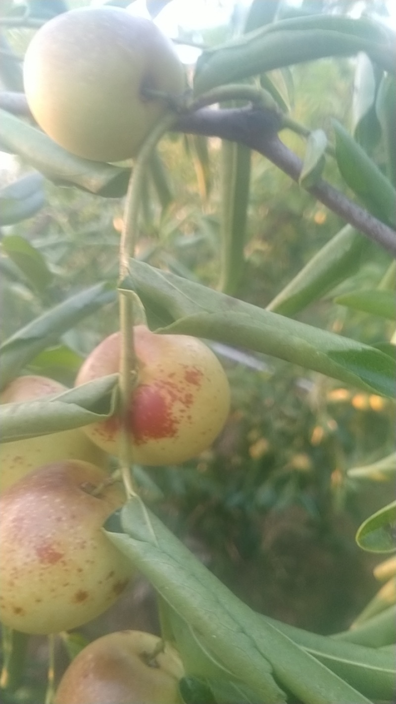 自家种的大荔冬枣