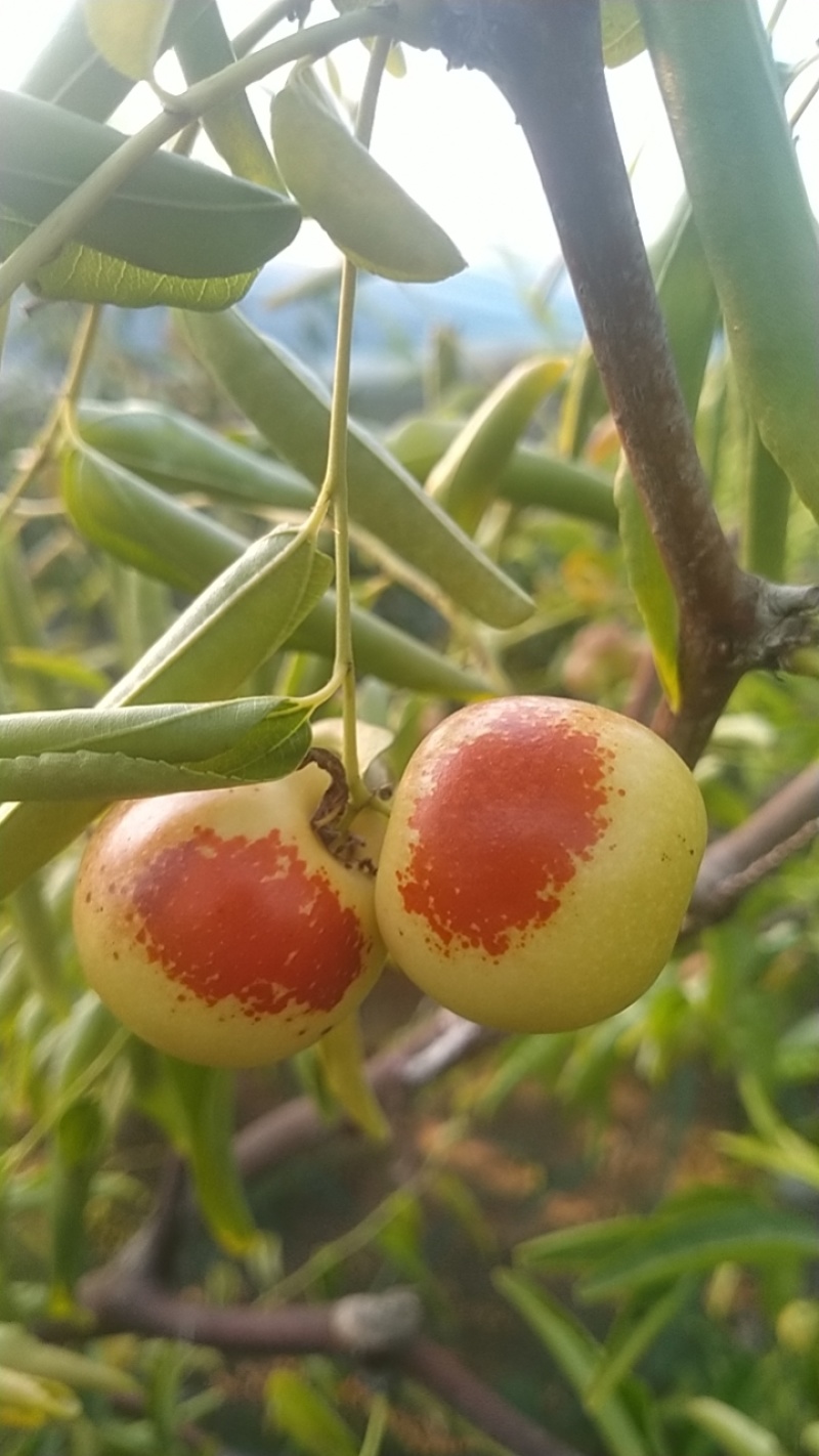 自家种的大荔冬枣