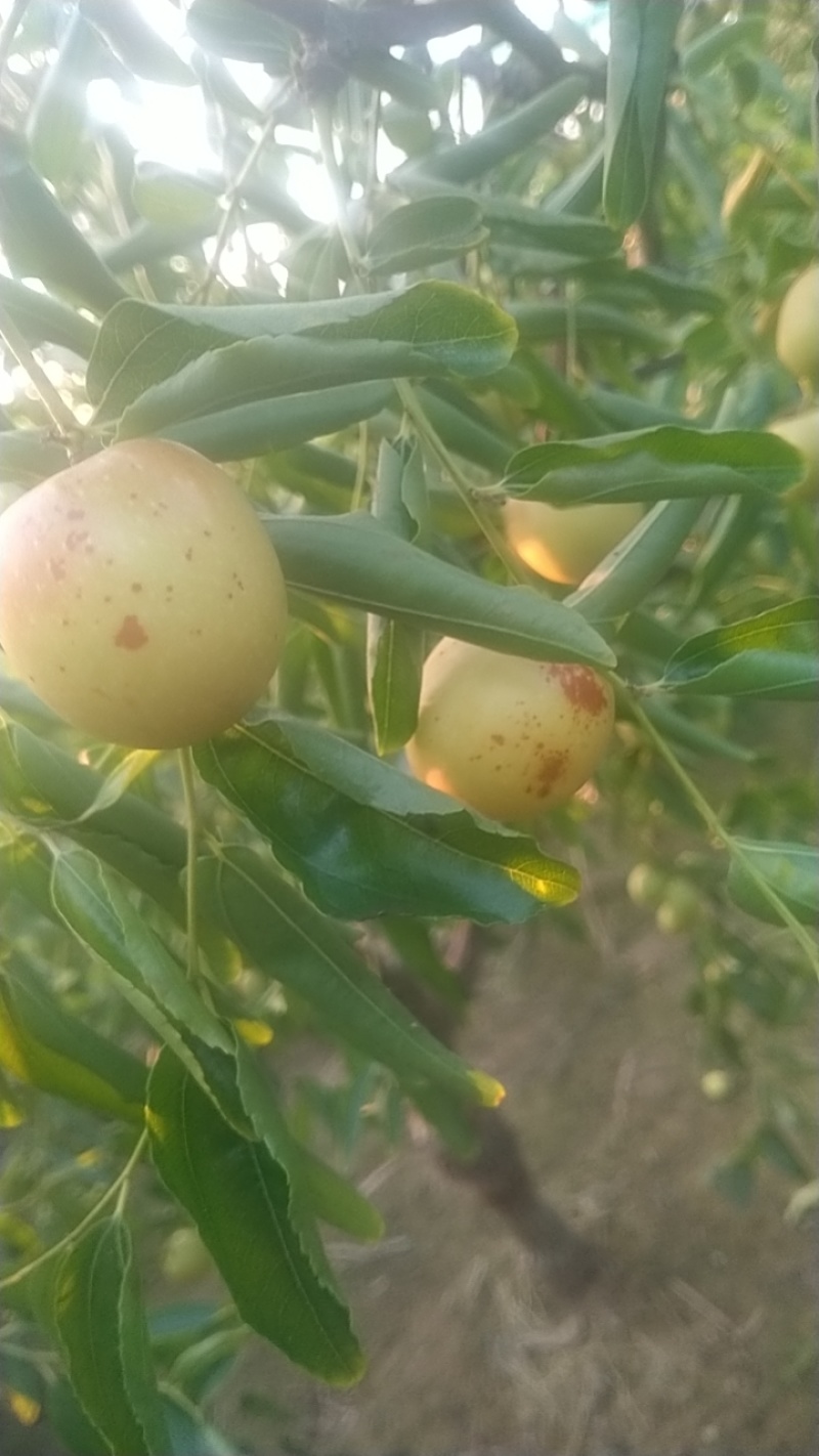 自家种的大荔冬枣