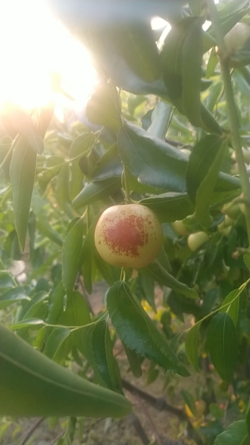 自家种的大荔冬枣