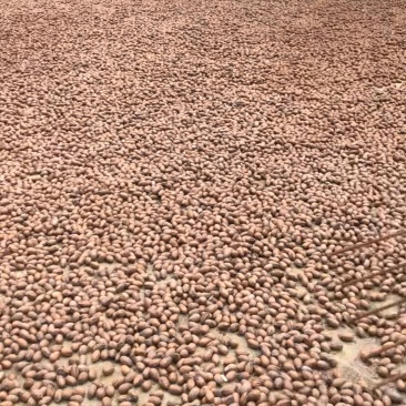 云南大理生料碧根果