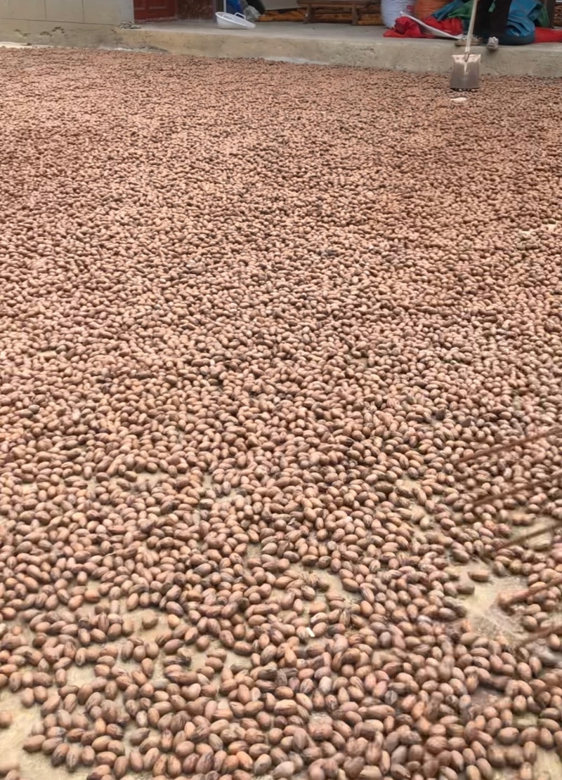 云南大理生料碧根果