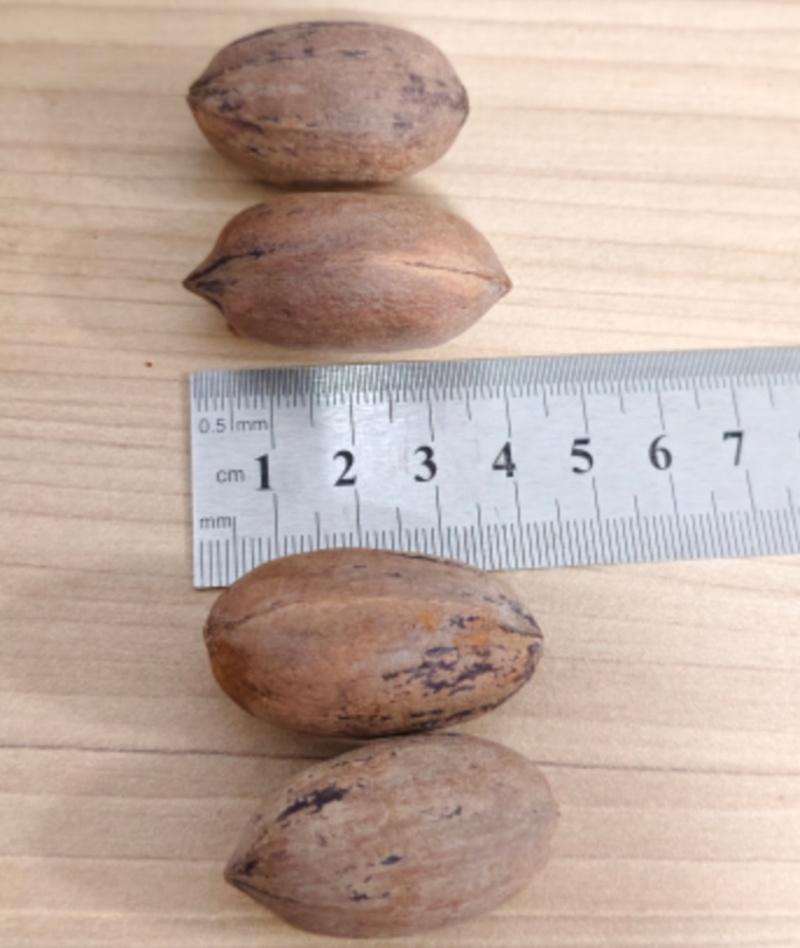 云南大理生料碧根果