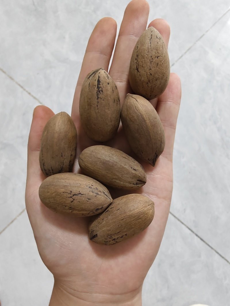 云南大理生料碧根果