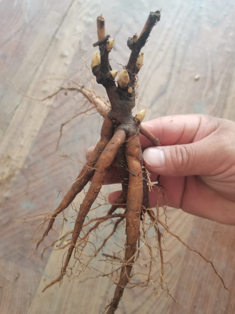 芍药苗单瓣重瓣观赏药用