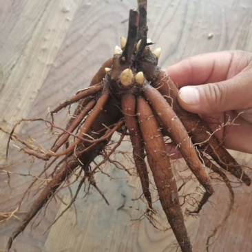 芍药苗单瓣重瓣观赏药用