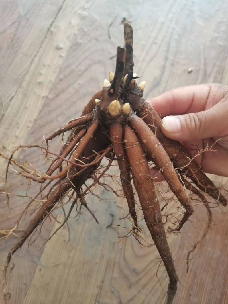 芍药苗单瓣重瓣观赏药用