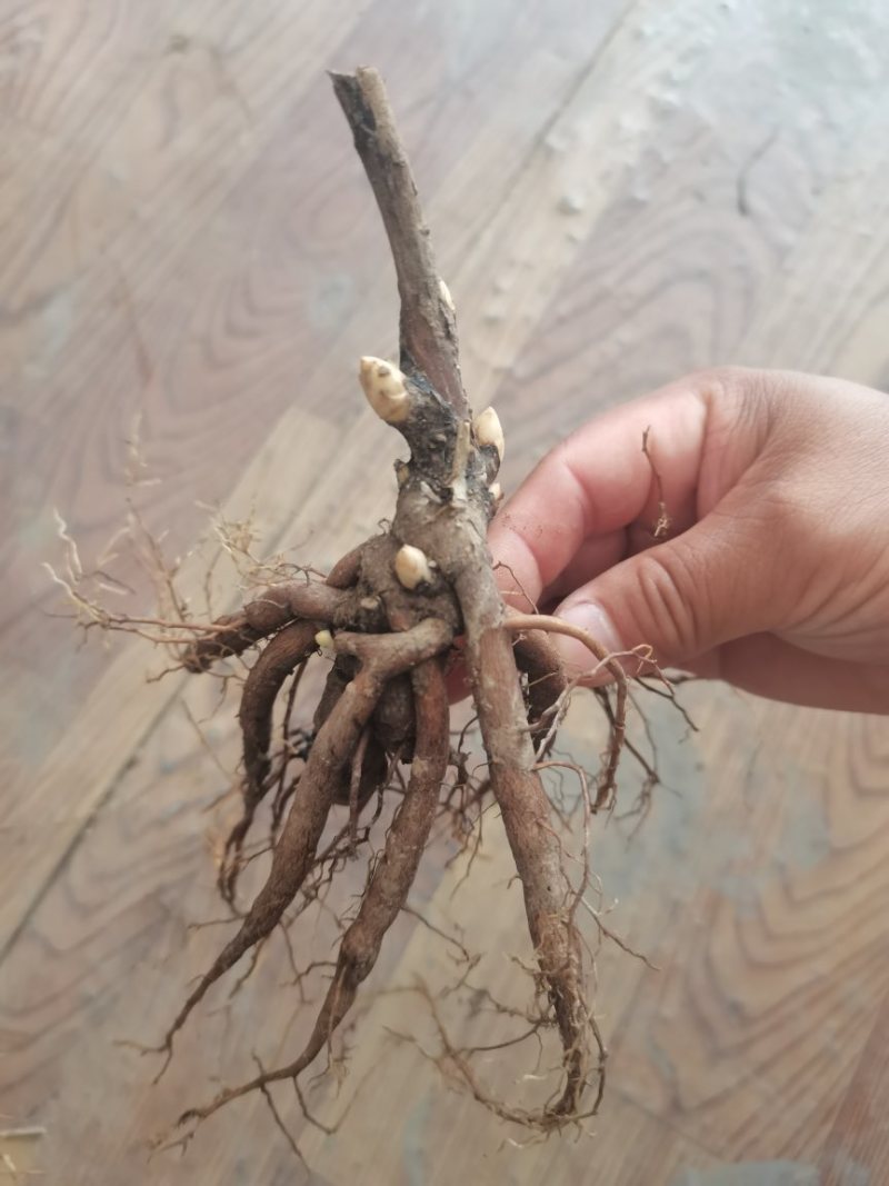 芍药苗单瓣重瓣观赏药用
