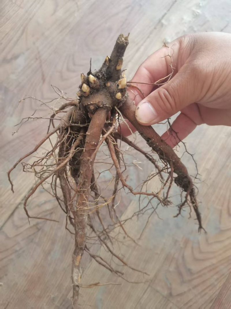芍药苗单瓣重瓣观赏药用