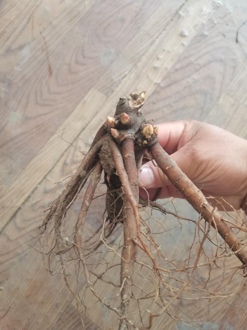 芍药苗单瓣重瓣观赏药用