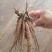 芍药苗单瓣重瓣观赏药用
