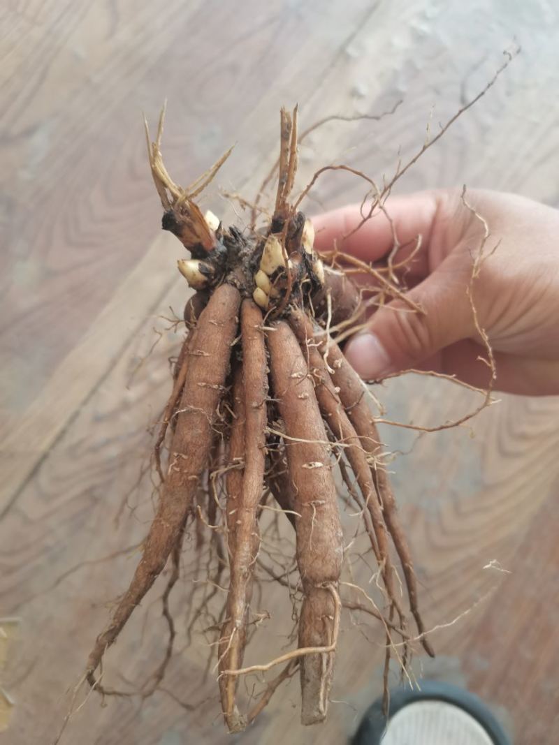 芍药苗单瓣重瓣观赏药用