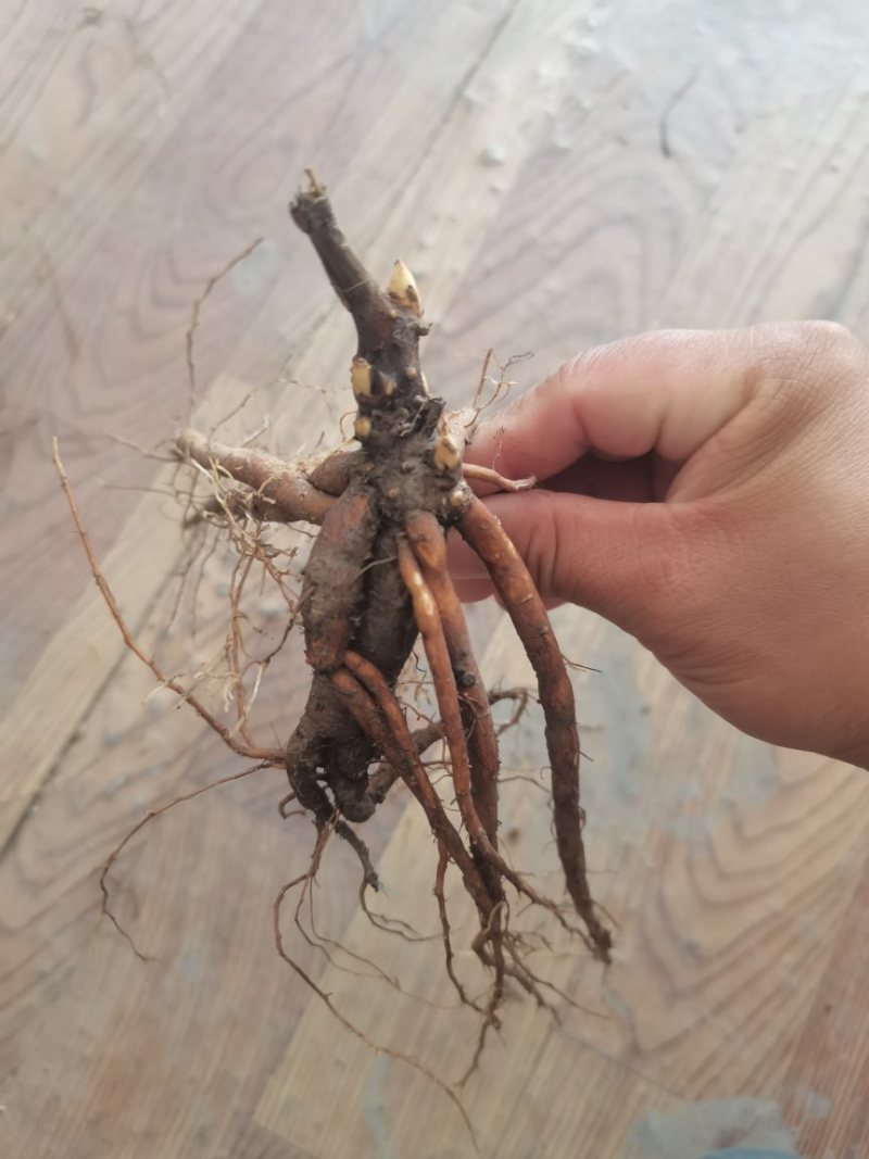 芍药苗单瓣重瓣观赏药用
