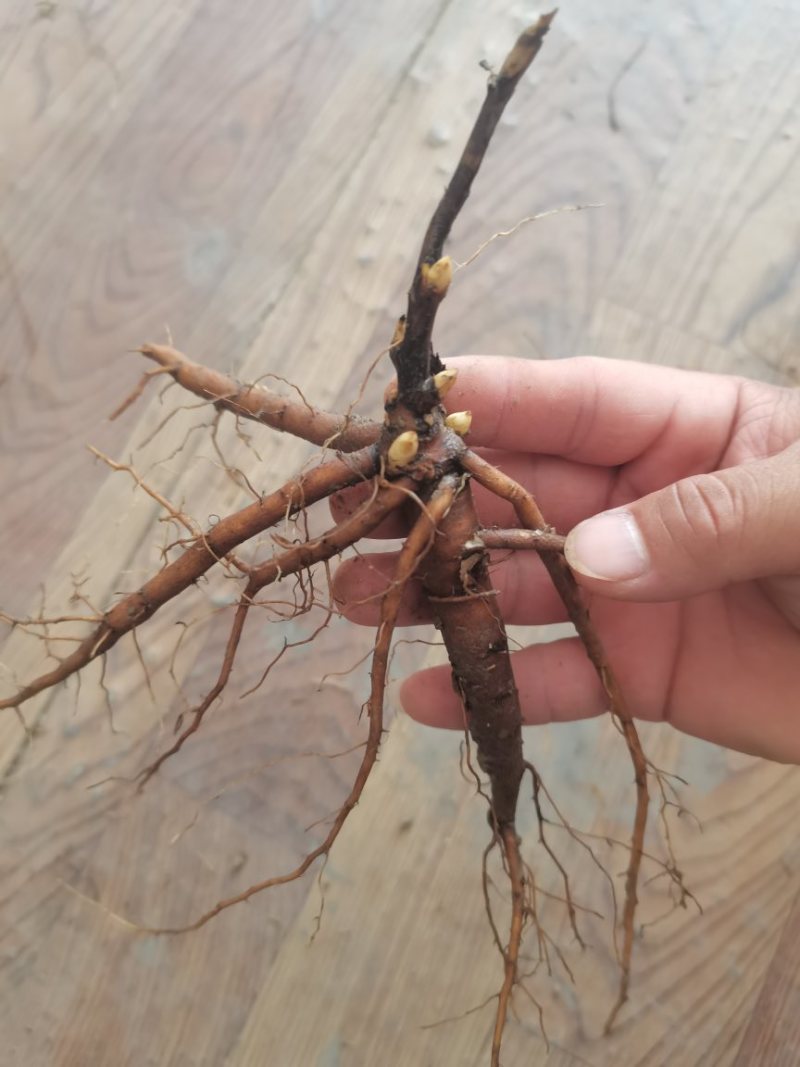 芍药苗单瓣重瓣观赏药用