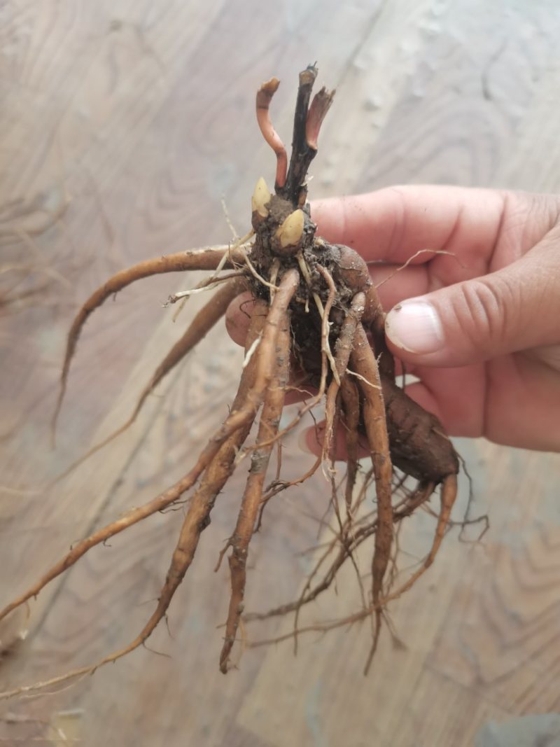 芍药苗单瓣重瓣观赏药用