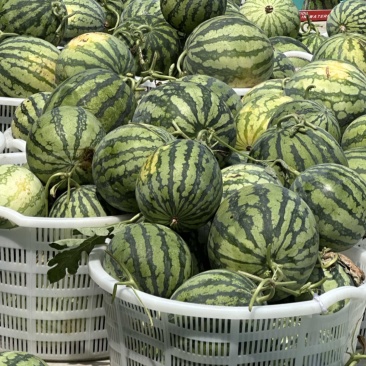 麒麟西瓜产地直发一手货源质量保证