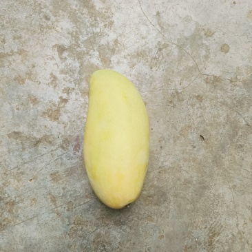 云南金煌芒