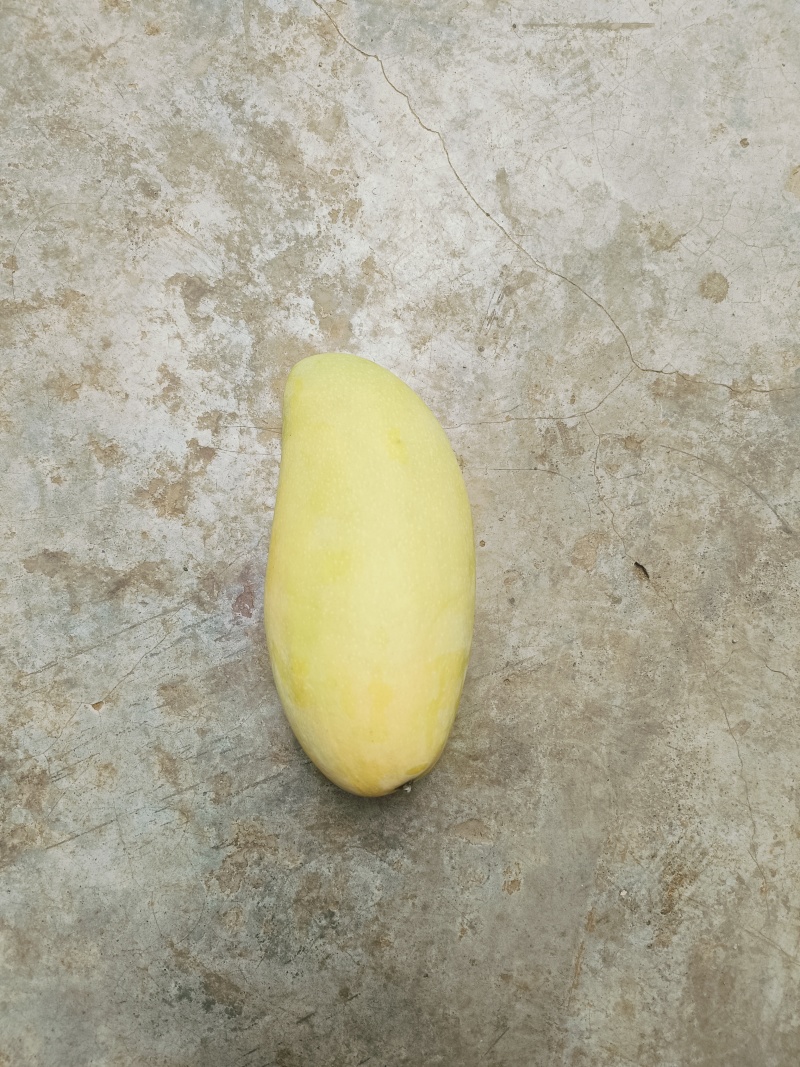 云南金煌芒