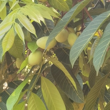 橄榄。