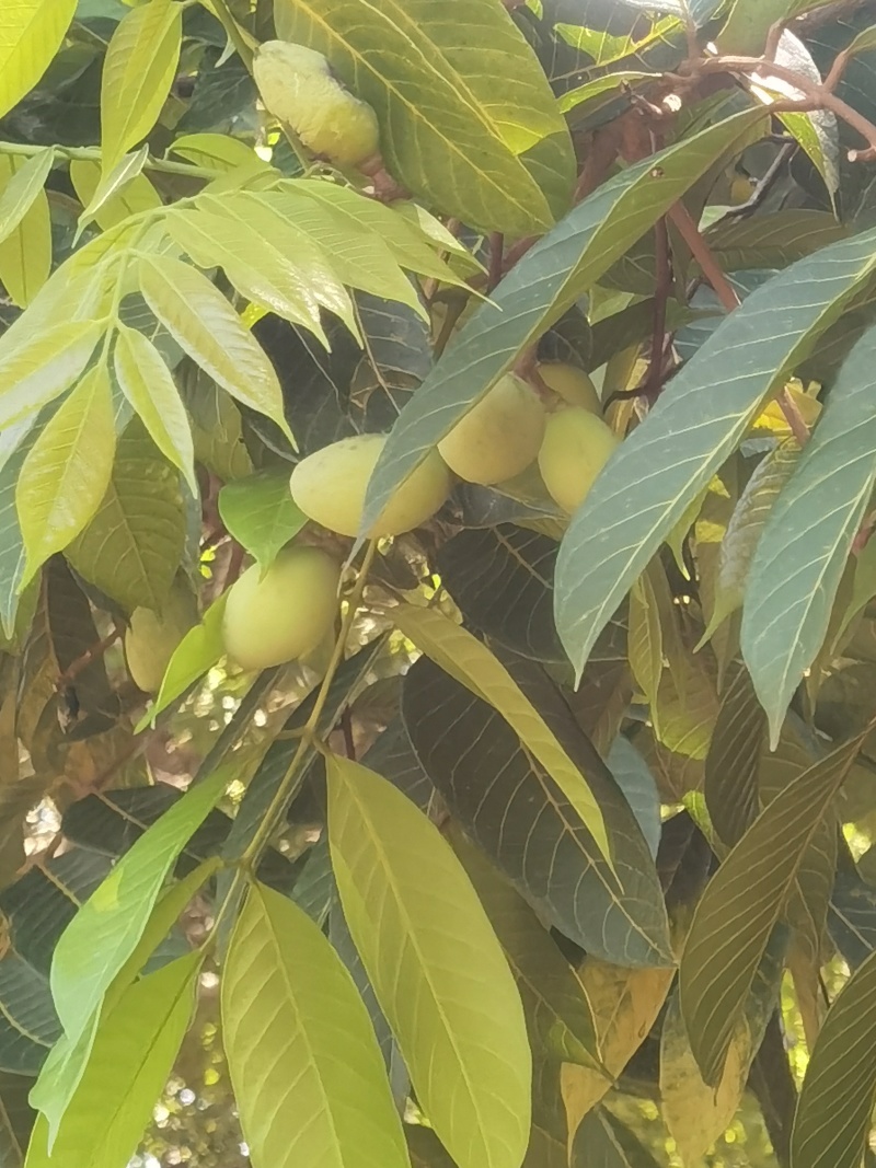 橄榄。