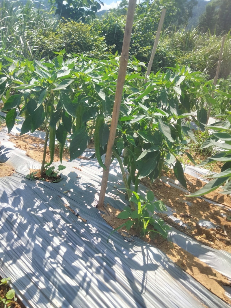 龙福椒，鸡肠椒，本地红……即将上市，欢迎老板来基地选购