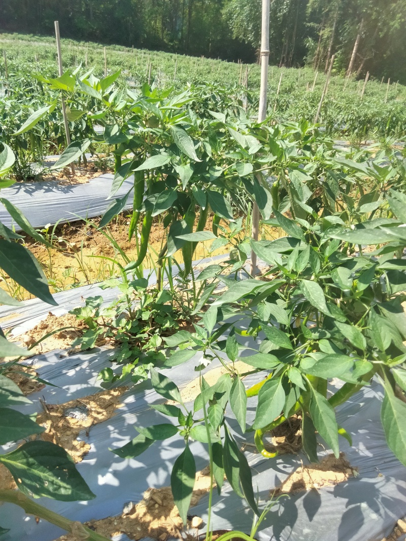 龙福椒，鸡肠椒，本地红……即将上市，欢迎老板来基地选购