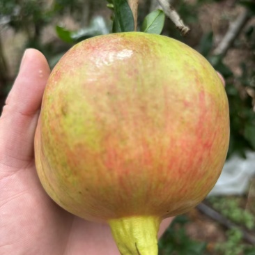 突尼斯软籽石榴
