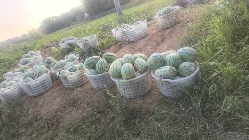宁夏富硒西瓜
