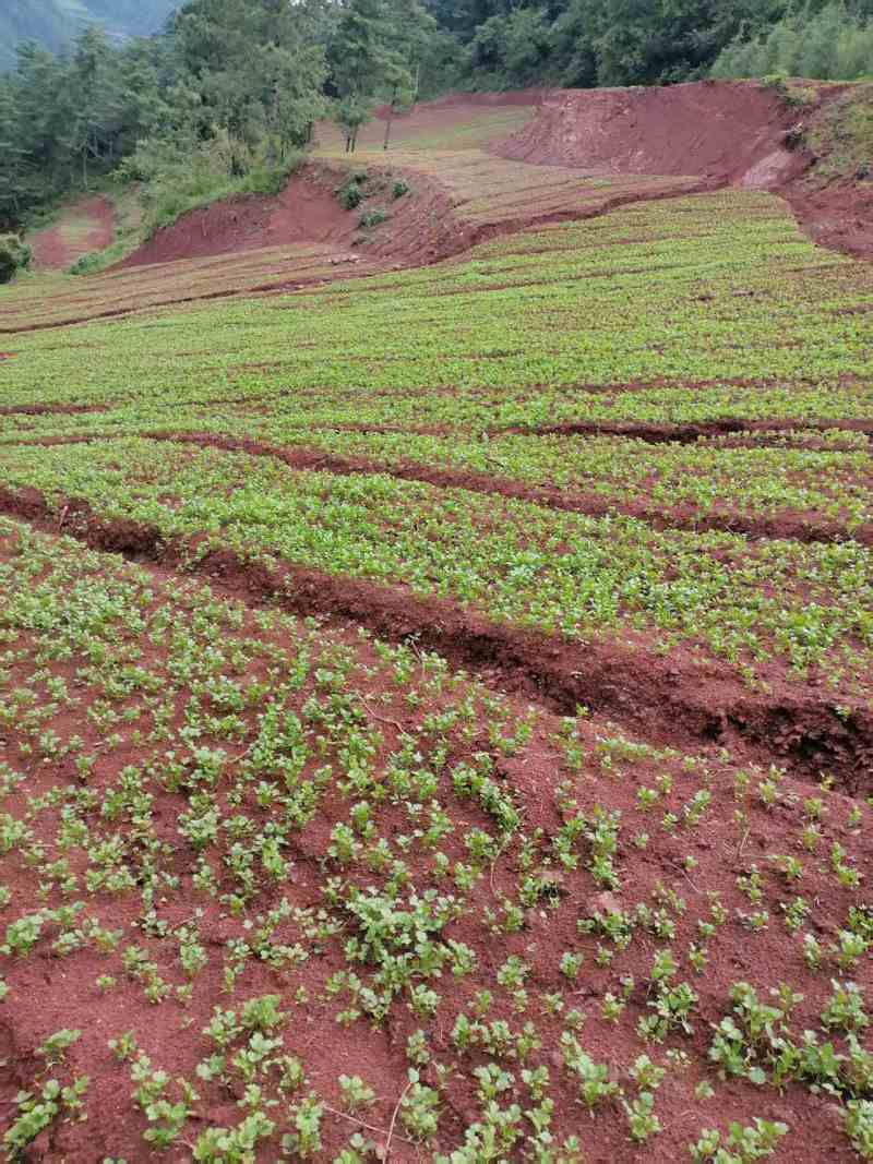 澄江抚仙湖边的露天林地香菜（价格可议）