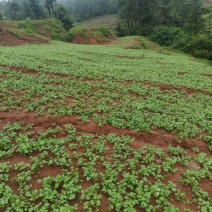澄江抚仙湖边的露天林地香菜（价格可议）