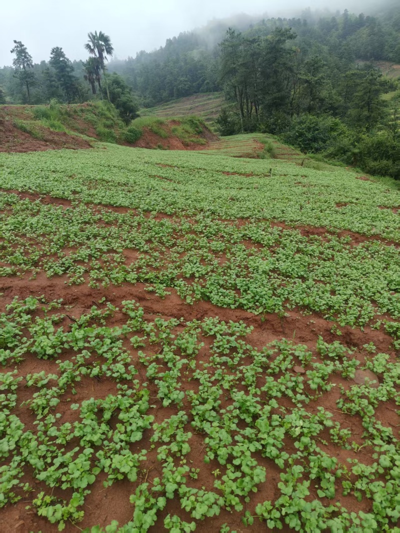 澄江抚仙湖边的露天林地香菜（价格可议）